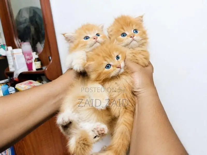 Persian Ginger kittens