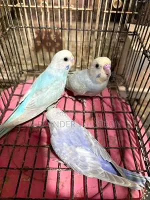 Love Birds