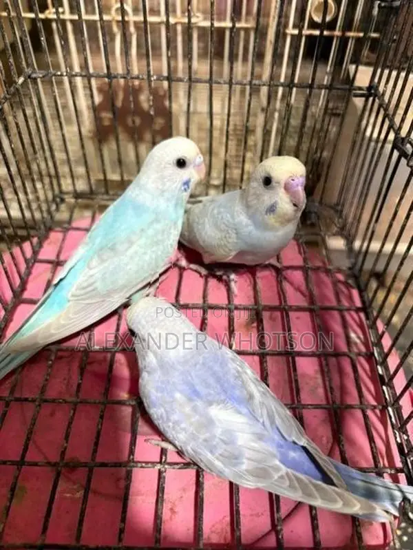Love Birds