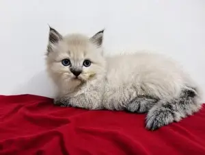 Persian Kitten