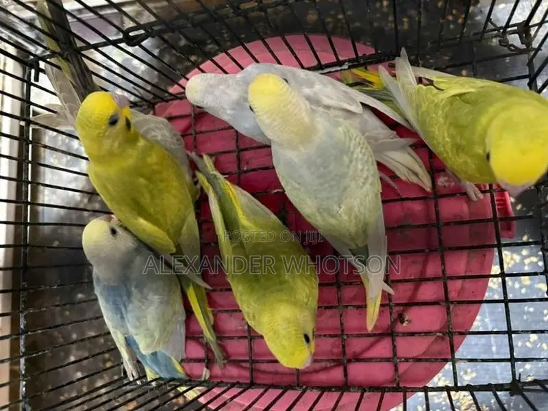Love Birds