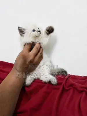 Persian Kitten