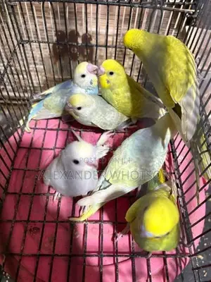 Love Birds