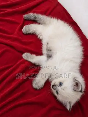 Persian Kitten