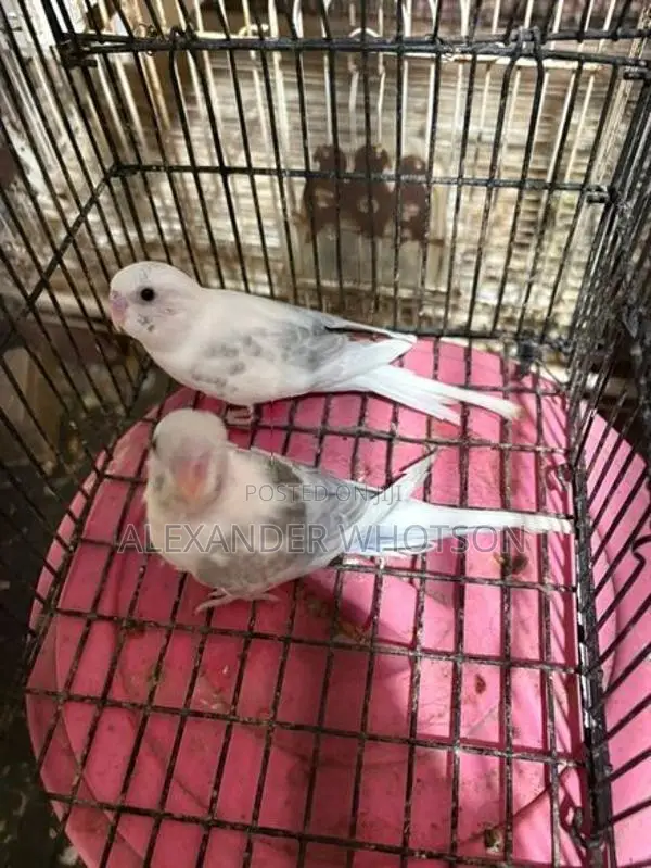 Love Birds