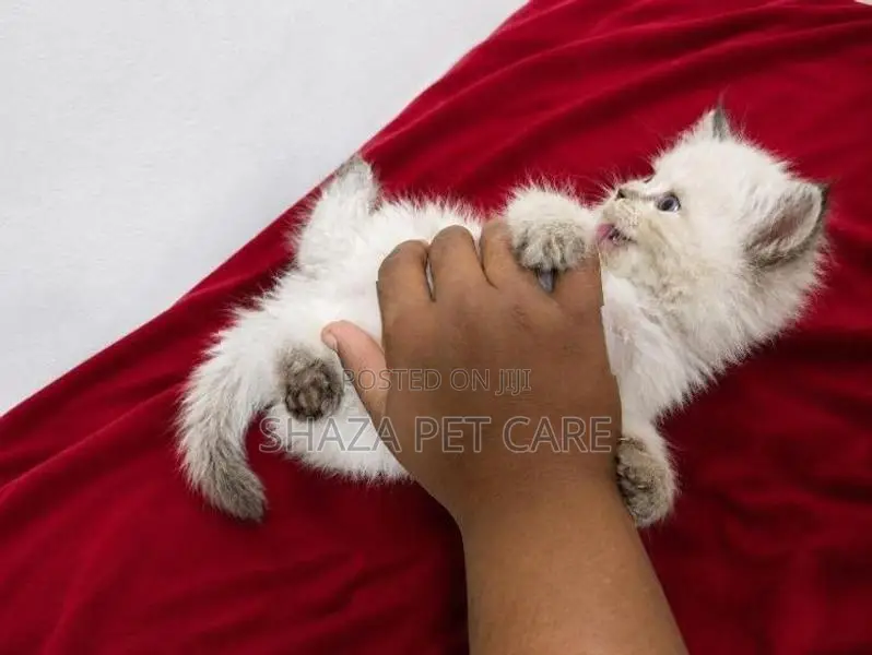 Persian Kitten