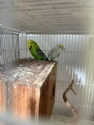 Love Birds