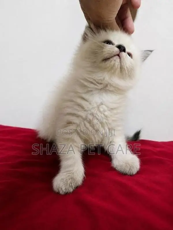 Persian Kitten