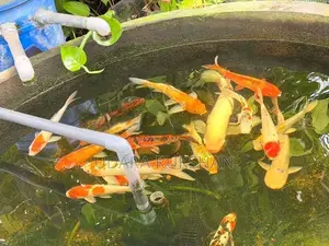 Koi Fish