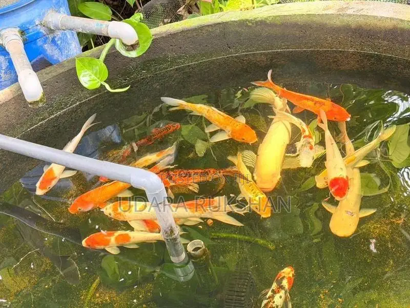 Koi Fish
