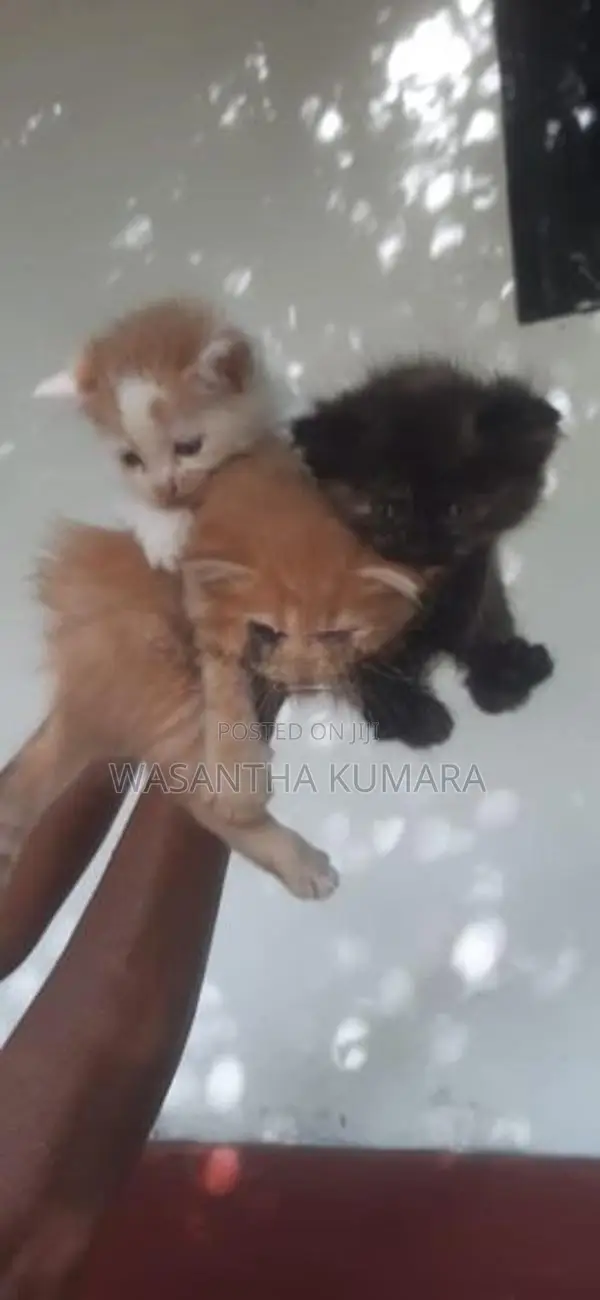 Persian Ginger Cat