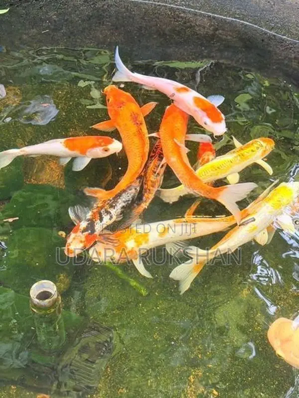 Koi Fish