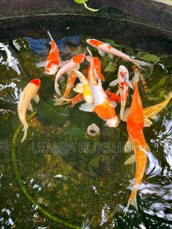 Koi Fish