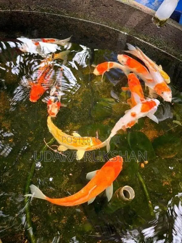 Koi Fish