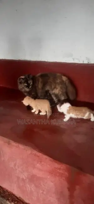 Persian Ginger Cat