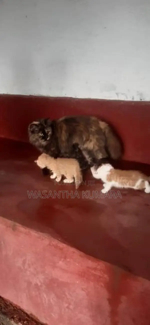 Persian Ginger Cat
