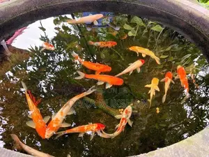 Koi Fish