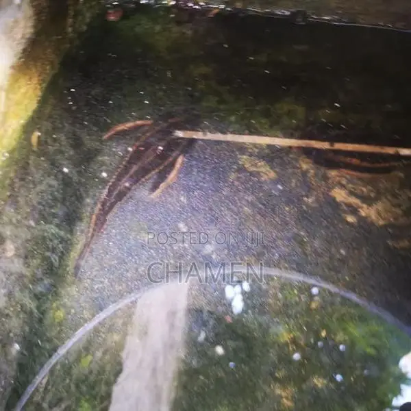 Raphael Cat Fish