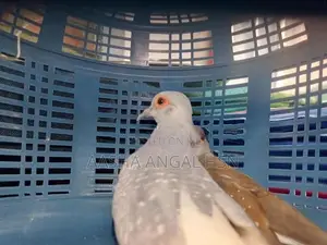 Diamond Dove