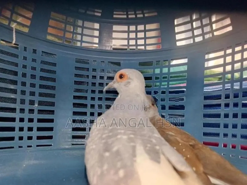 Diamond Dove