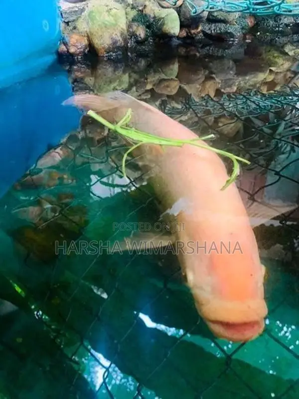 Albino Giant Gourami