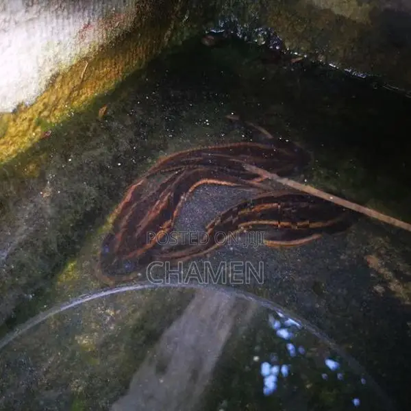 Raphael Cat Fish