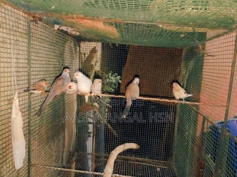 Diamond Dove
