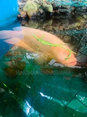 Albino Giant Gourami