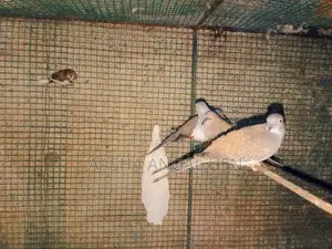 Diamond Dove