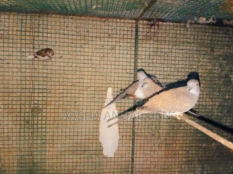 Diamond Dove