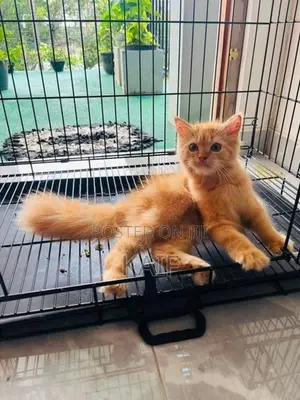 Persian ginger cat
