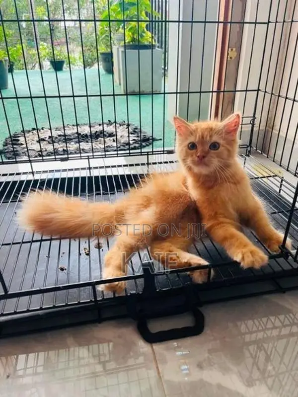Persian ginger cat