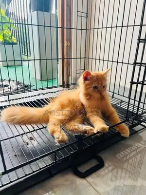 Persian ginger cat