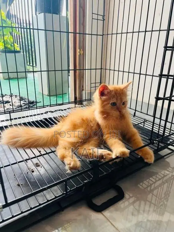 Persian ginger cat