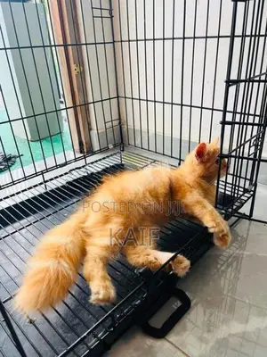 Persian ginger cat