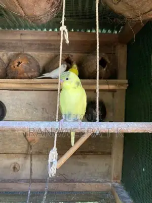 Love Birds