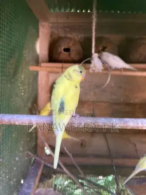Love Birds