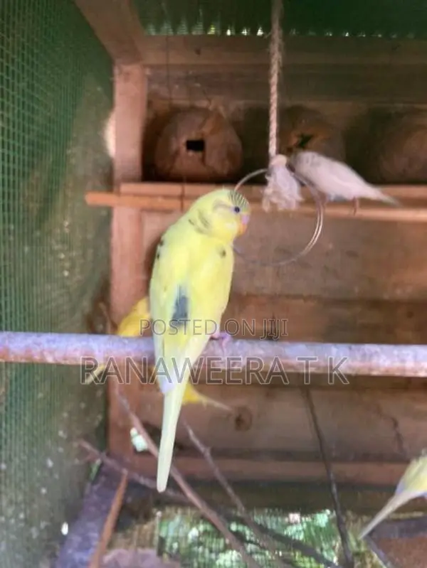 Love Birds