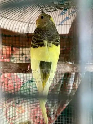 Love Birds