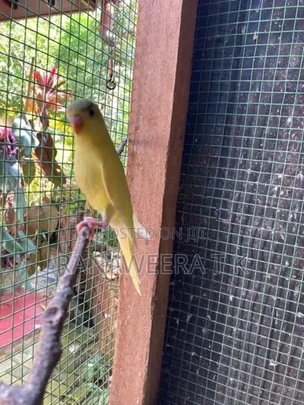 Love Birds