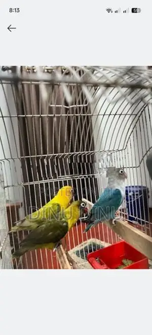 African lovebirds