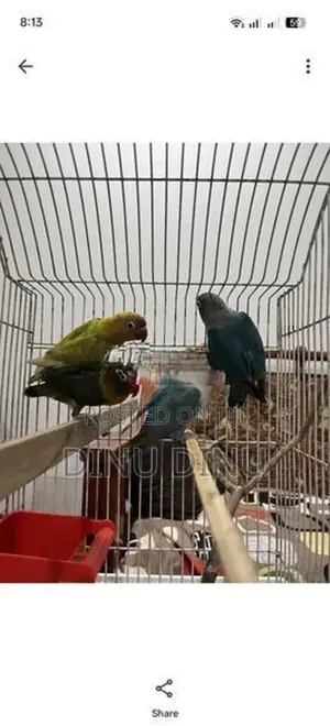 African lovebirds