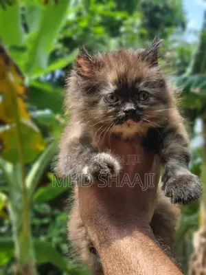 Persian Kittens