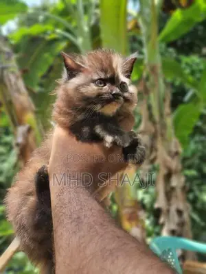 Persian Kittens