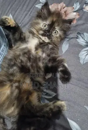 Persian Kittens