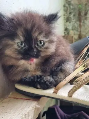 Persian Kittens