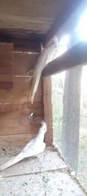 කොකටෙිල් ඇල්බිනෝ