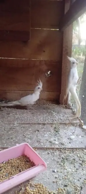 කොකටෙිල් ඇල්බිනෝ