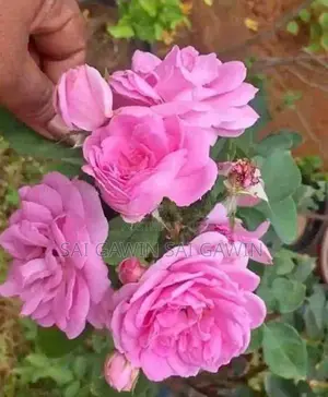 ஊர் றோஸ் மரங்கள்