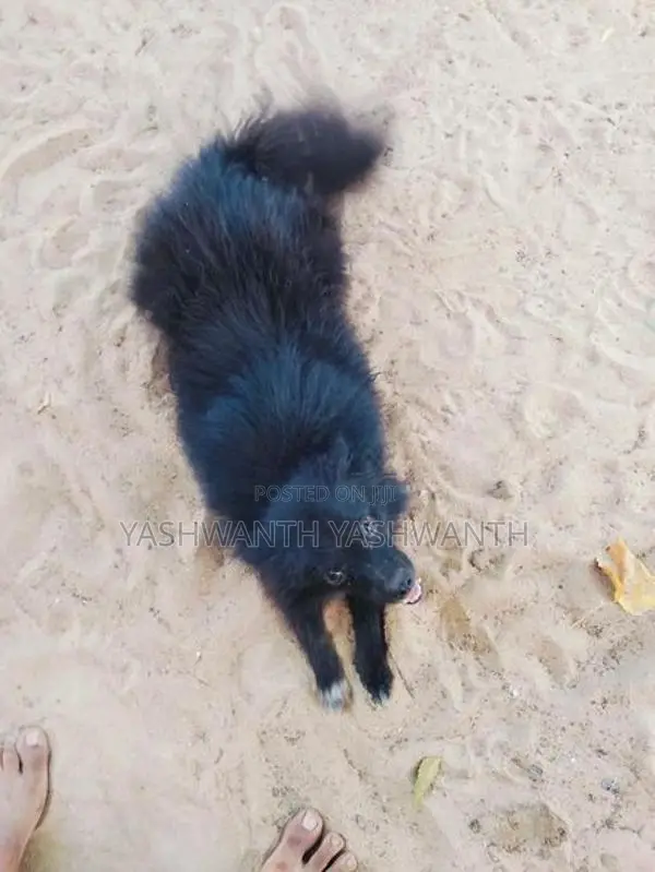 Pomeranian Puppy